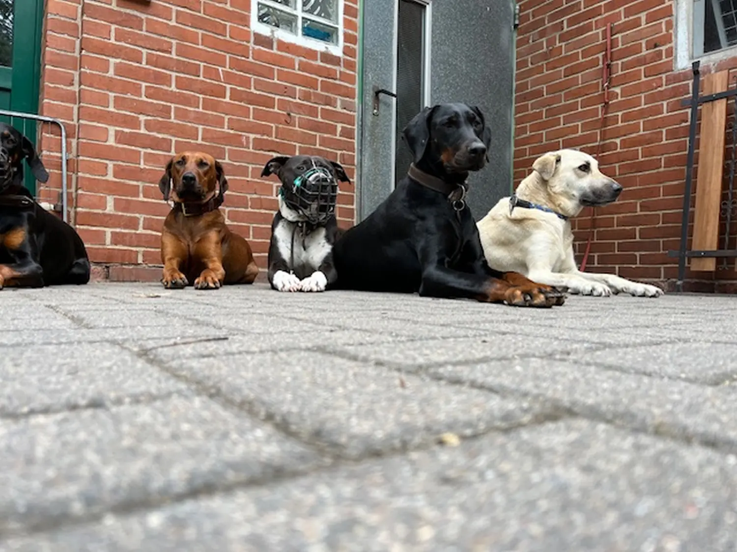 Hunde von Henning&Baule GbR