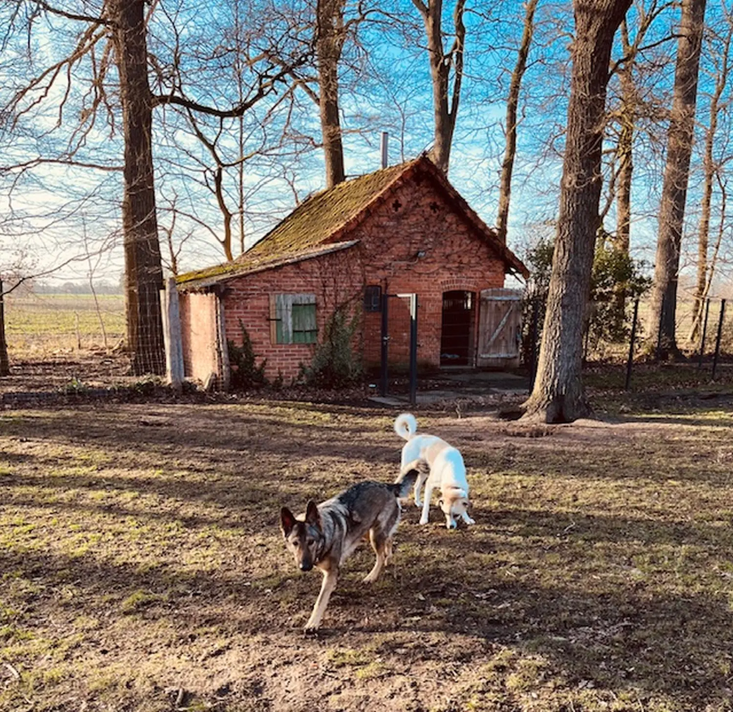 Hunde von Henning&Baule GbR